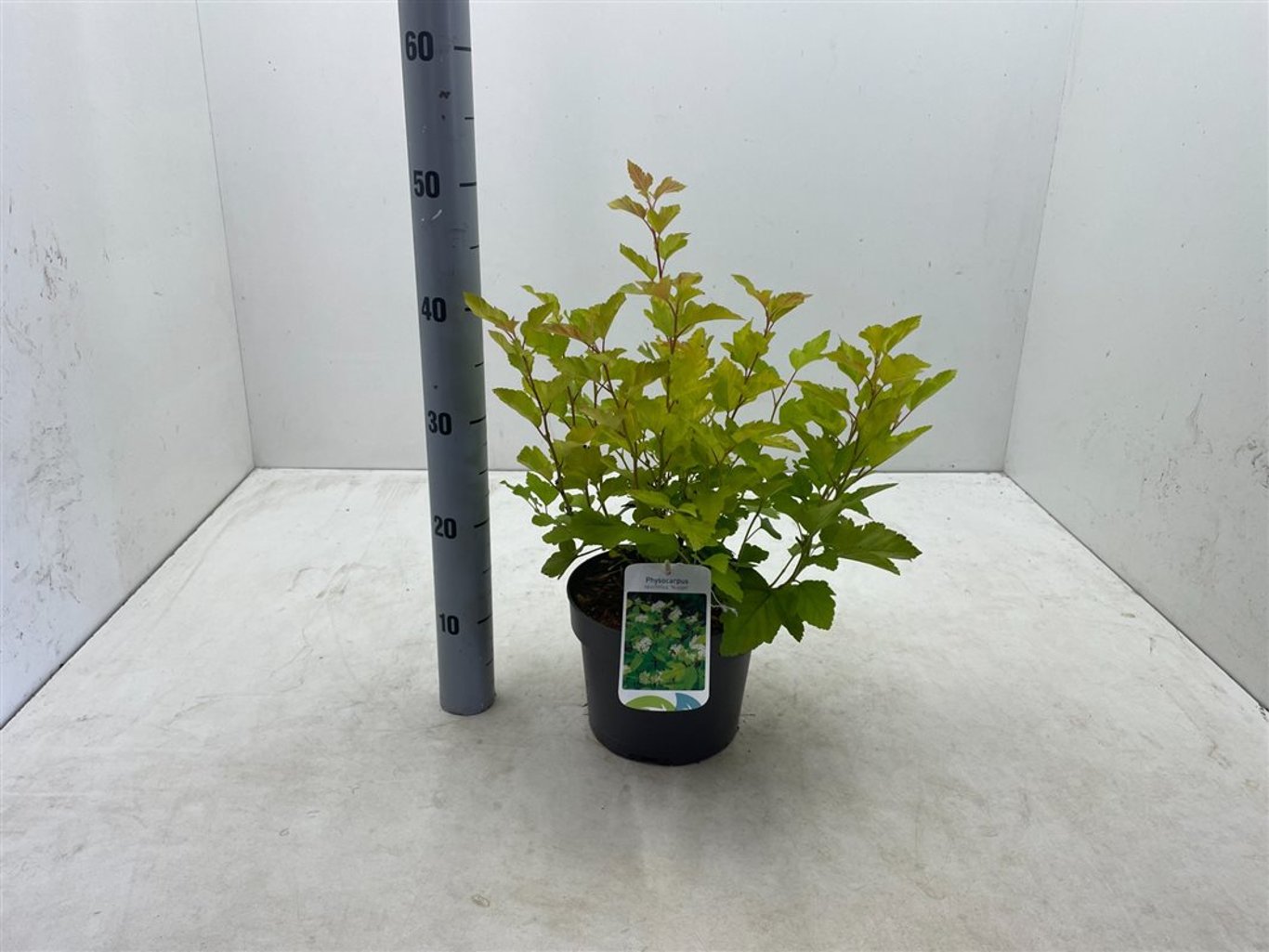 Physocarpus opulif. 'Nugget' - C3